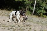 BOULEDOGUE FRANCAIS 306